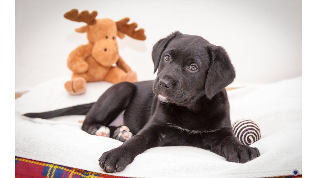 Portrait d'animal domestique