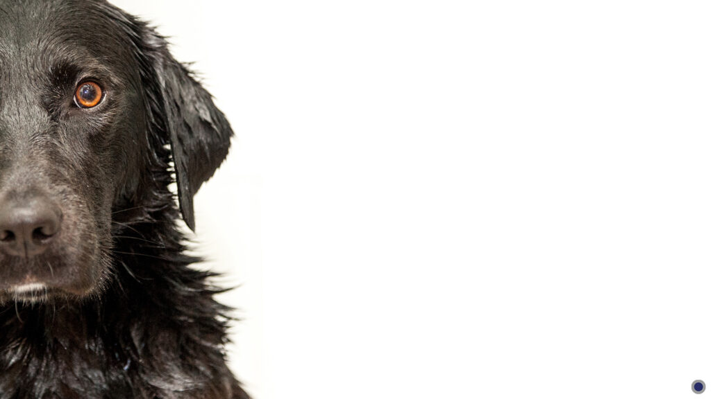 Portrait d'animal domestique