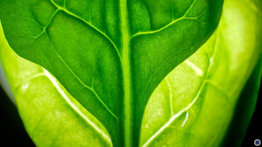 Photo culinaire : Épinard