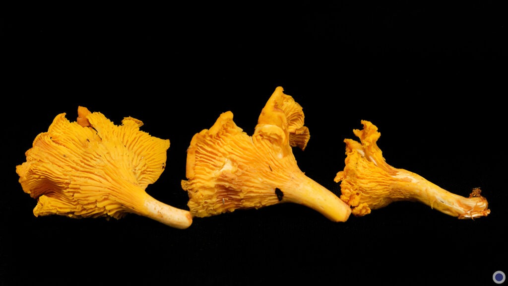 Photo culinaire : Girolles